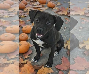 Mutt Dogs for adoption in Royal Palm Beach, FL, USA