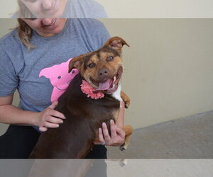 Mutt Dogs for adoption in McKinney, TX, USA