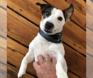 Jack Russell Terrier Dogs for adoption in Decatur, GA, USA