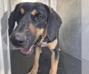 German Shepherd Dog-Unknown Mix Dogs for adoption in San Antonio, TX, USA