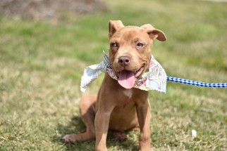 American Pit Bull Terrier-Weimaraner Mix Dogs for adoption in Frisco, TX, USA