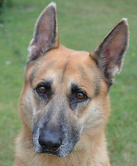 German Shepherd Dog-Unknown Mix Dogs for adoption in Englewood, FL, USA