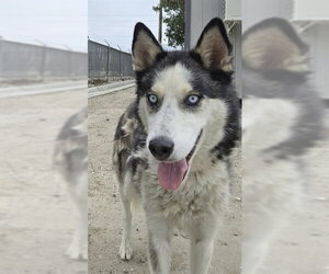 Siberian Husky Dogs for adoption in San Bernardino, CA, USA
