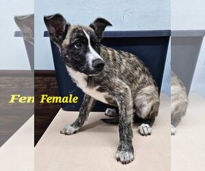 Border Collie-Unknown Mix Dogs for adoption in Santa Clarita, CA, USA