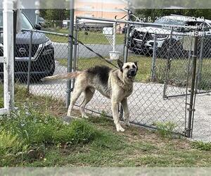 German Shepherd Dog Dogs for adoption in Ocala, FL, USA