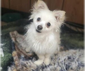 Pomeranian Dogs for adoption in Parlier, CA, USA