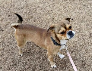 Buggs Dogs for adoption in Altus, OK, USA