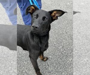 German Shepherd Dog Dogs for adoption in Canfield, OH, USA