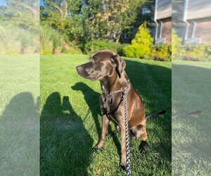 Labmaraner Dogs for adoption in Rowayton, CT, USA