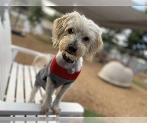 Maltipoo Dogs for adoption in  Ramona, CA, USA