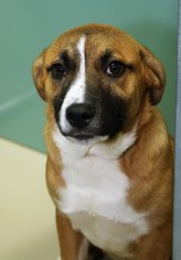 Saint Bernard-Unknown Mix Dogs for adoption in Belvidere, TN, USA