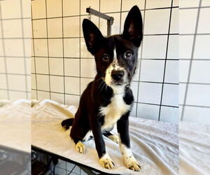 Cardigan Welsh Corgi-Unknown Mix Dogs for adoption in Downey, CA, USA