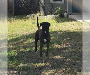 American Staffordshire Terrier-Unknown Mix Dogs for adoption in San Antonio, TX, USA