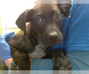 Labrador Retriever-Unknown Mix Dogs for adoption in Fayetteville, NC, USA