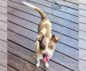 Rat Terrier-Unknown Mix Dogs for adoption in Atlanta, GA, USA