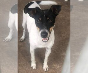 Jack-Rat Terrier Dogs for adoption in Princeton, MN, USA