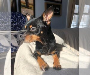 Rat-Cha Dogs for adoption in Taunton, MA, USA