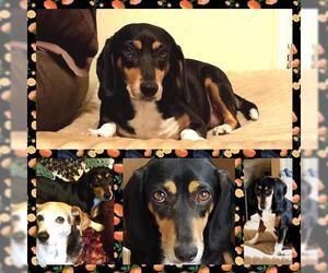 Doxle Dogs for adoption in Dahlgren, VA, USA