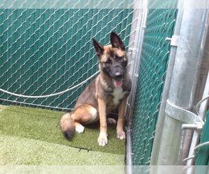 German Shepherd Dog-Unknown Mix Dogs for adoption in Downey, CA, USA