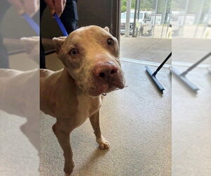 American Staffordshire Terrier Dogs for adoption in Tallahassee, FL, USA