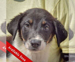 Border-Aussie Dogs for adoption in Huntley, IL, USA