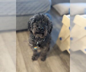 Mutt Dogs for adoption in Chandler, AZ, USA