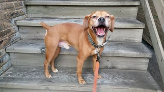 Puggle Dogs for adoption in Chaska, MN, USA