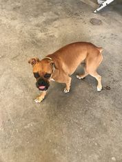 Boxer Dogs for adoption in Midland, TX, USA