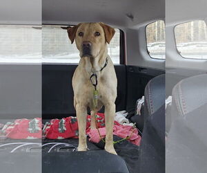Labrador Retriever-Unknown Mix Dogs for adoption in Croydon, NH, USA