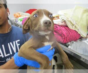 Mutt Dogs for adoption in Oklahoma City, OK, USA