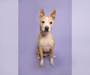 American Boston Bull Terrier Dogs for adoption in Plano, TX, USA