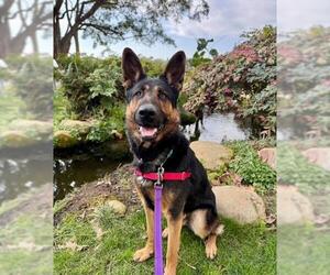 German Shepherd Dog Dogs for adoption in Santa Barbara, CA, USA