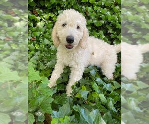 Goldendoodle Dogs for adoption in Cookeville, TN, USA