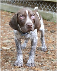 German Shorthaired Pointer Dogs for adoption in Huntington, NY, USA