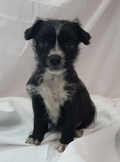 Chihuahua Dogs for adoption in Chicago, IL, USA