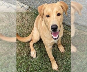 Small Labrador Retriever