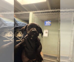 Mutt Dogs for adoption in Stockton, CA, USA