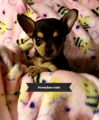 Medium Photo #1 Chihuahua-Unknown Mix Puppy For Sale in Colton, CA, USA