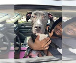 American Staffordshire Terrier Dogs for adoption in San Antonio, TX, USA