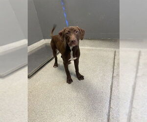 American Staffordshire Terrier-Labrador Retriever Mix Dogs for adoption in Tallahassee, FL, USA