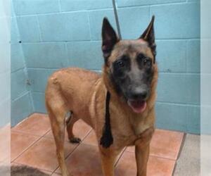 Mutt Dogs for adoption in Downey, CA, USA