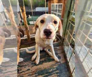 Australian Shepherd-Cocker Spaniel Mix Dogs for adoption in garner, NC, USA