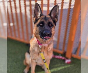 German Shepherd Dog-Unknown Mix Dogs for adoption in Las Vegas, NV, USA