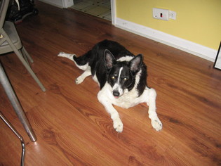 Border Collie Dogs for adoption in Island Lake, IL, USA