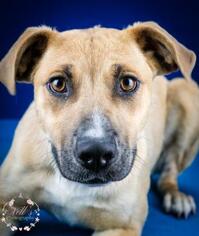Mutt Dogs for adoption in Tupelo, MS, USA