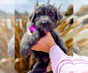 Labradoodle Dogs for adoption in Corona, CA, USA