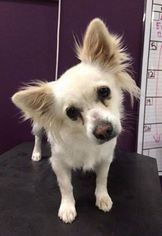 Pomeranian Dogs for adoption in Maple Grove, MN, USA
