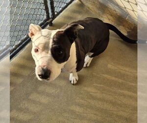 American Pit Bull Terrier Dogs for adoption in Petaluma, CA, USA