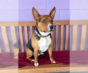 American Pit Bull Terrier-Unknown Mix Dogs for adoption in Genesee, WI, USA