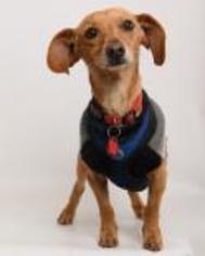 Dachshund Dogs for adoption in Santa Cruz, CA, USA